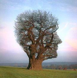 http://www.dimension1111.com/images/tree-shaped-like-head.jpg