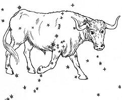 zodiac sign taurus the bull