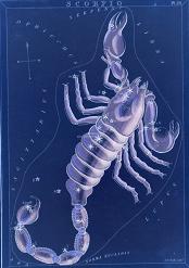 scorpion zodiac sign picture
